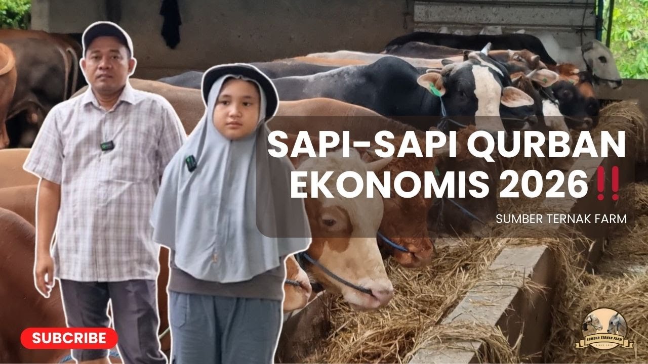 SAPI QURBAN PALING LARIS‼️SIAP QURBAN 2026 | SUMBER TERNAK FARM