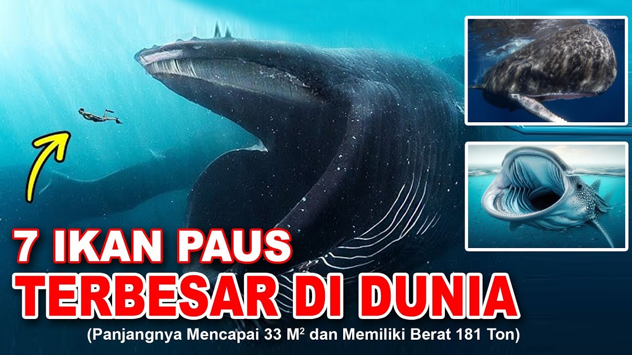 IKAN PAUS TERBESAR DI DUNIA