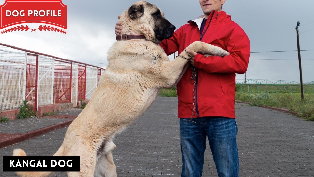 Everything You Need to Know About the Kangal | Dog Profile