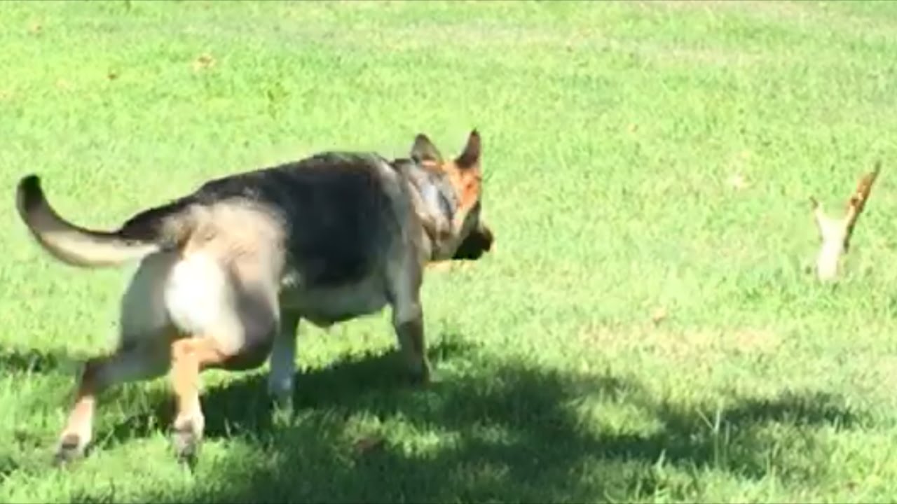 Odin chasing Squirrels