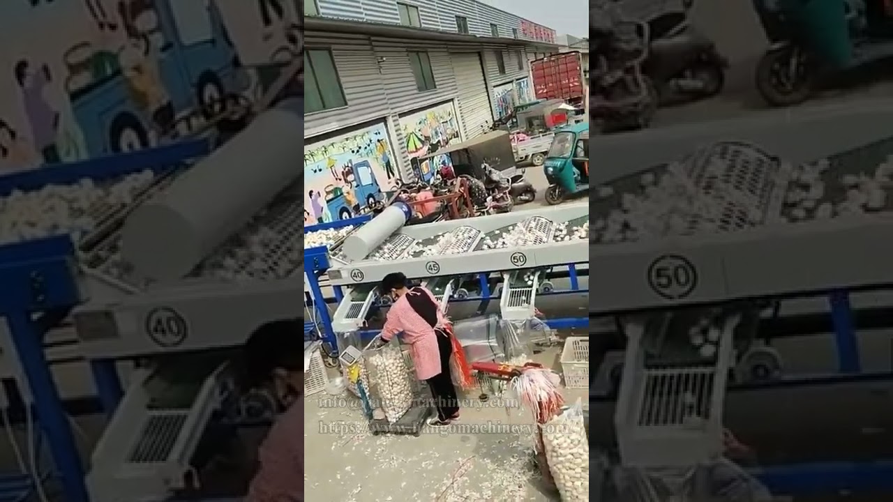 Vegetable Sorter for Garlic Grading