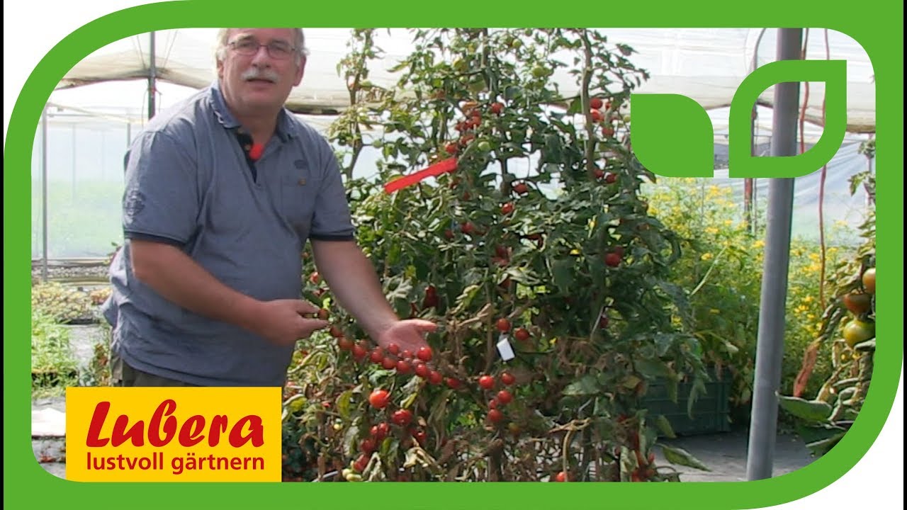Phytophthora resistente Tomaten am Beispiel von Philovita
