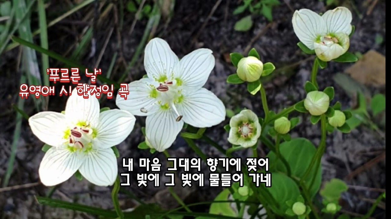 ■장성현가곡교실 [1429] 푸르른 날 ♡유영애 시/한정임 작곡