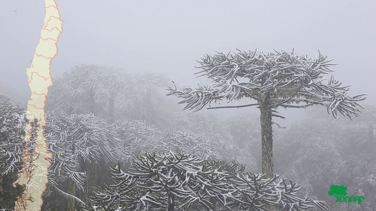 CONAF - Los bosques de Chile