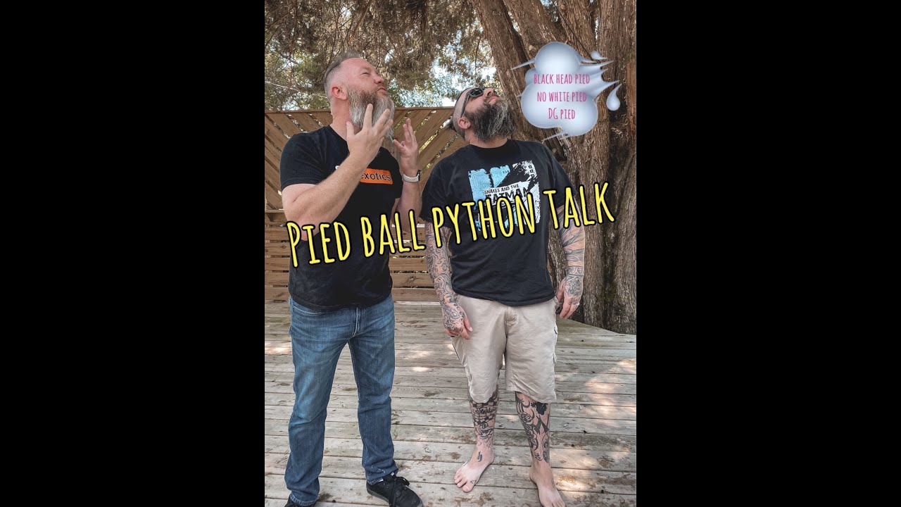 Pied ball python talk // blackhead - no white - DG