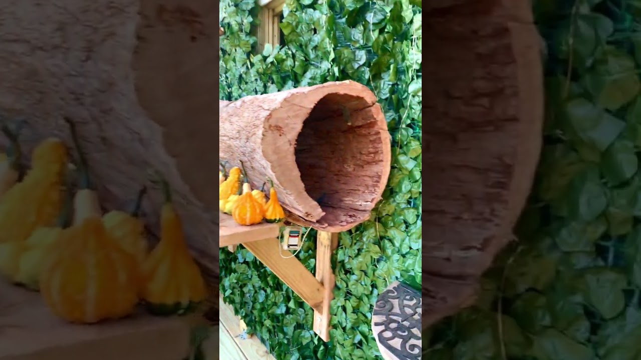 Catio Expansion 2023