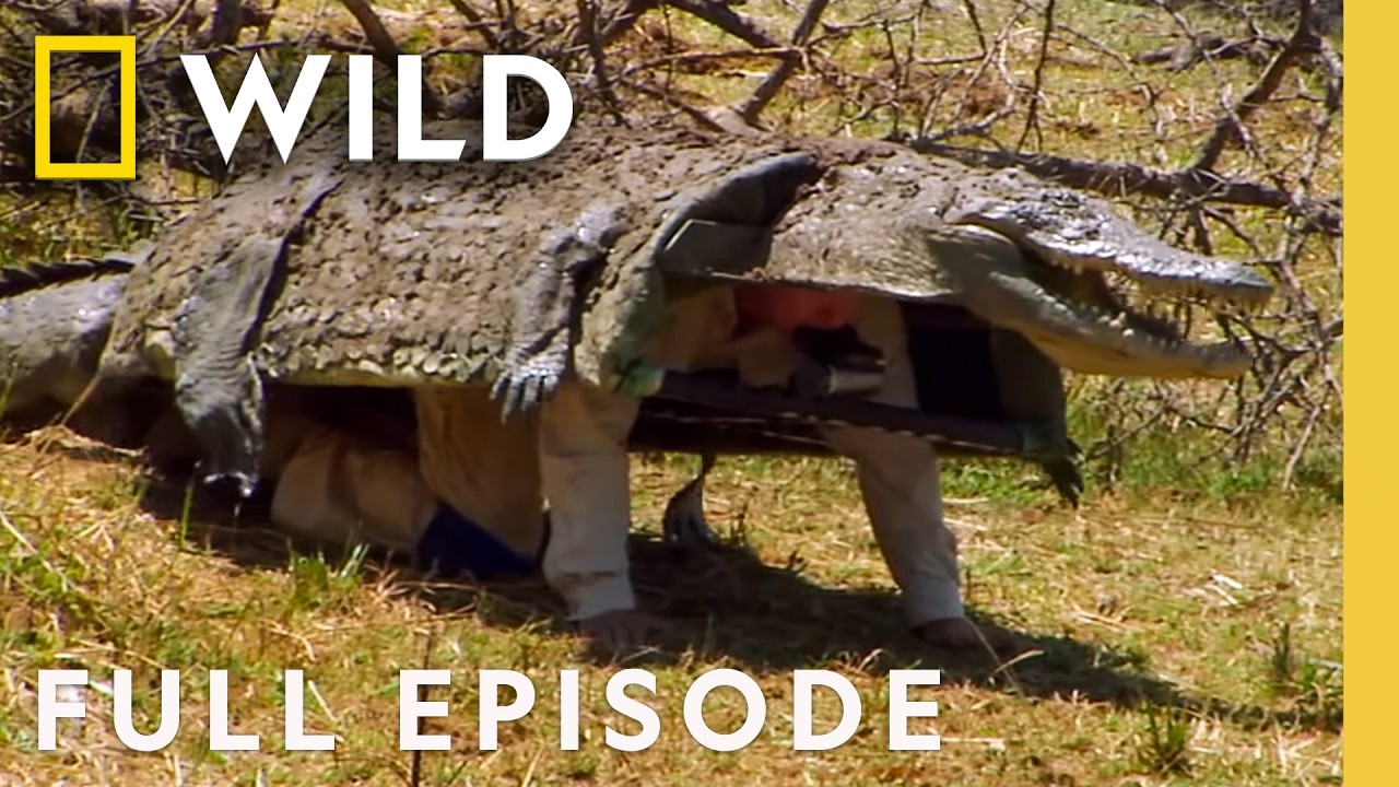 Crocodile Camouflage (Full Episode) | Dangerous Encounters | Nat Geo Animals