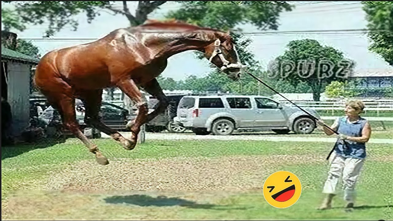 This Horse Is Way Too Funny - Funniest Horse Video 2025 😂