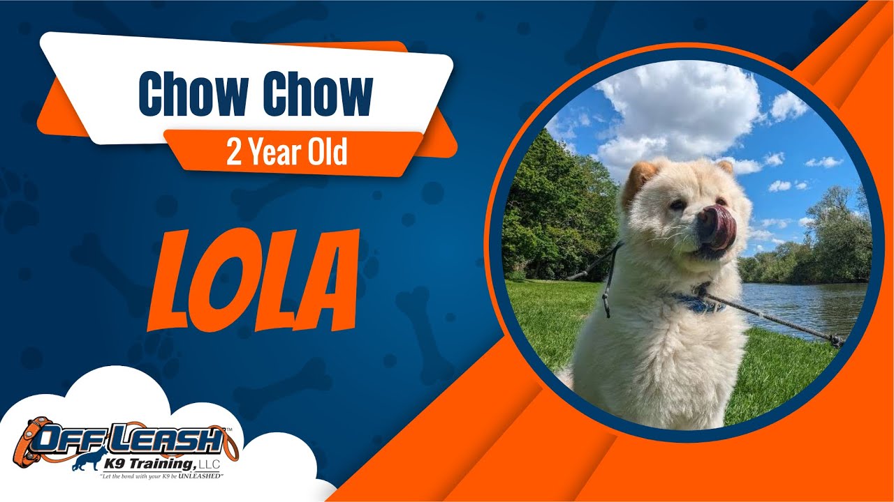 Best Chow Chow Dog Training | Lola | Dog Training in London