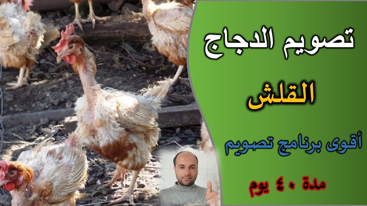 تصويم الدجاج البياض | اقوى برنامج لتصويم الدجاج | القلش عند الدجاج