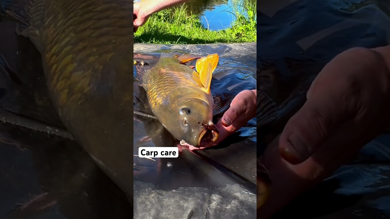 Carp care #carp #korda