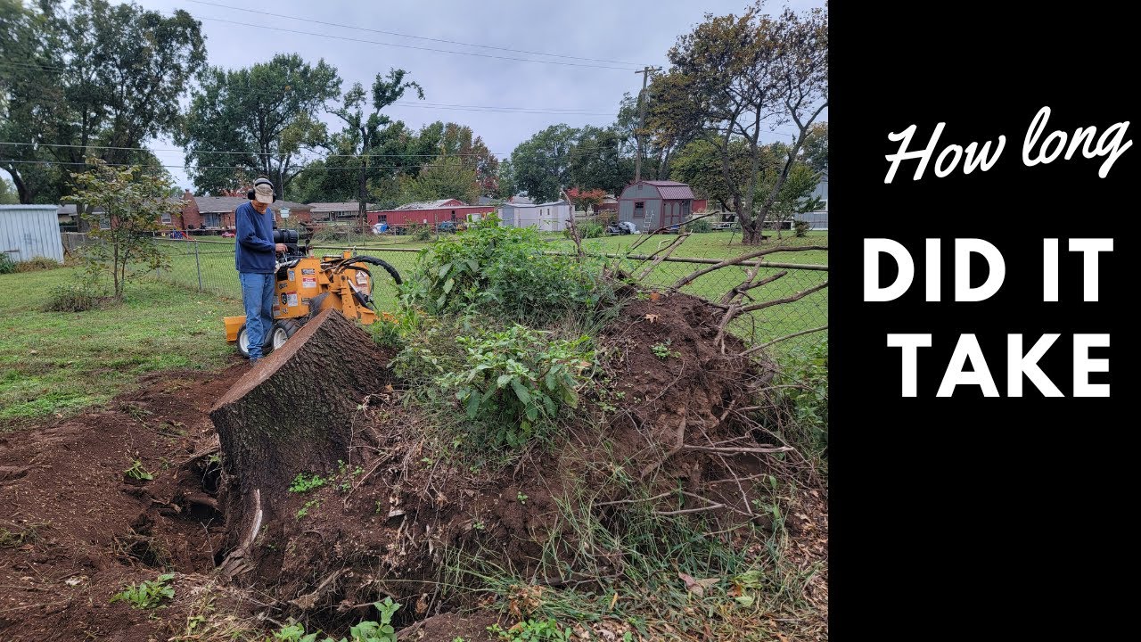 Large uprooted Tree Stump Grind