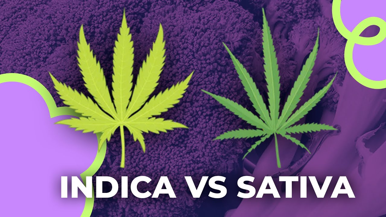 Desmintiendo Mitos: Sativa vs Indica