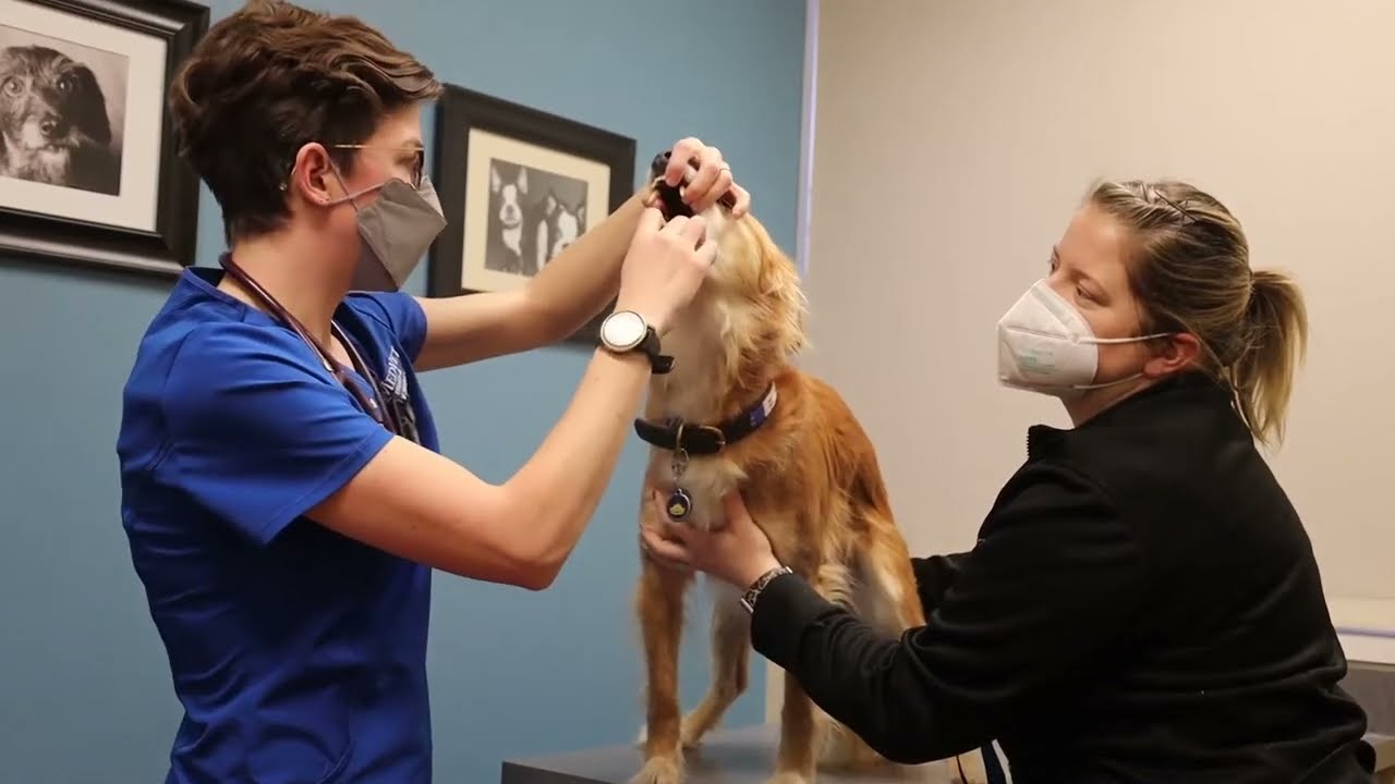 What To Expect During a Veterinary Dental Exam