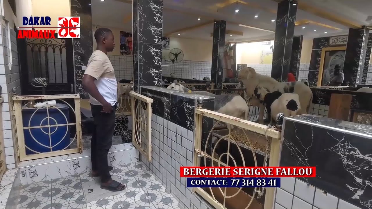 Baye Zale, ce jeune sénégalais construit sa vie grâce à l'élevage de moutons ladoum