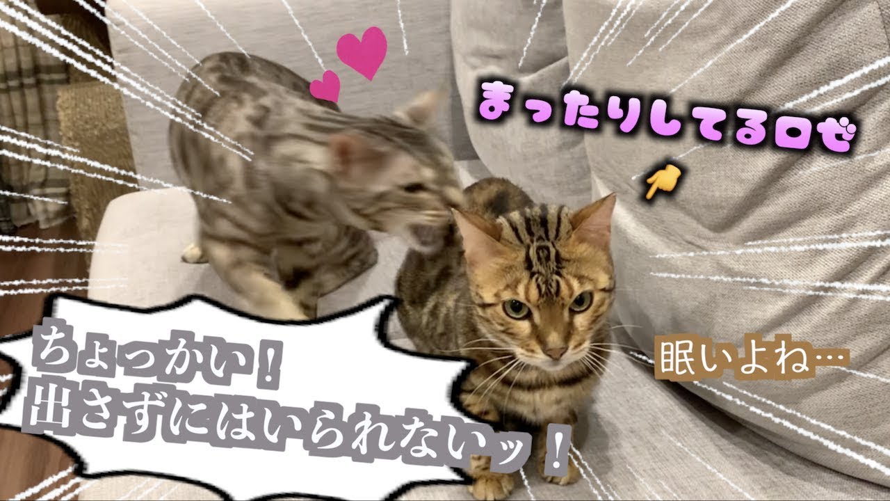 隙あらばロゼにホモホモするルト