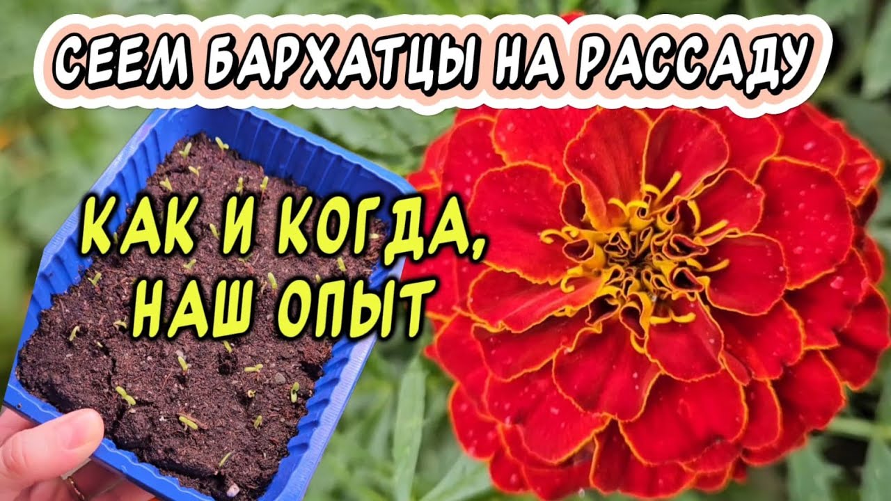 Посев бархатцев на рассаду: когда и как? Наш опыт