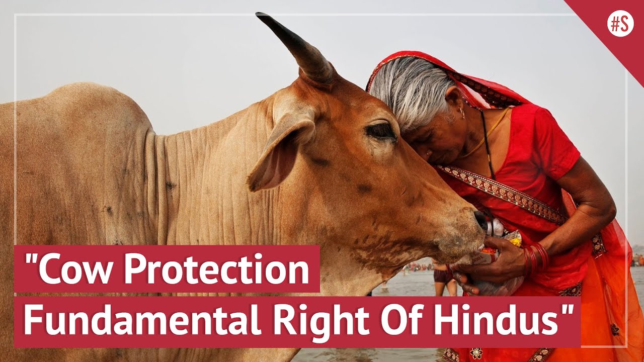 'Right To Eat Beef Can Never Be Considered A Fundamental Right': Allahabad HC On Cow Protection