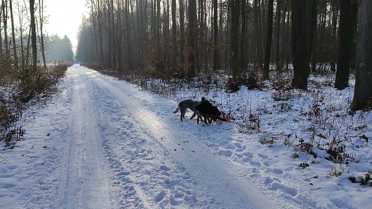 Australian Cattle Dog. Ja i mój pies. Leśne wędrówki z moimi psami.