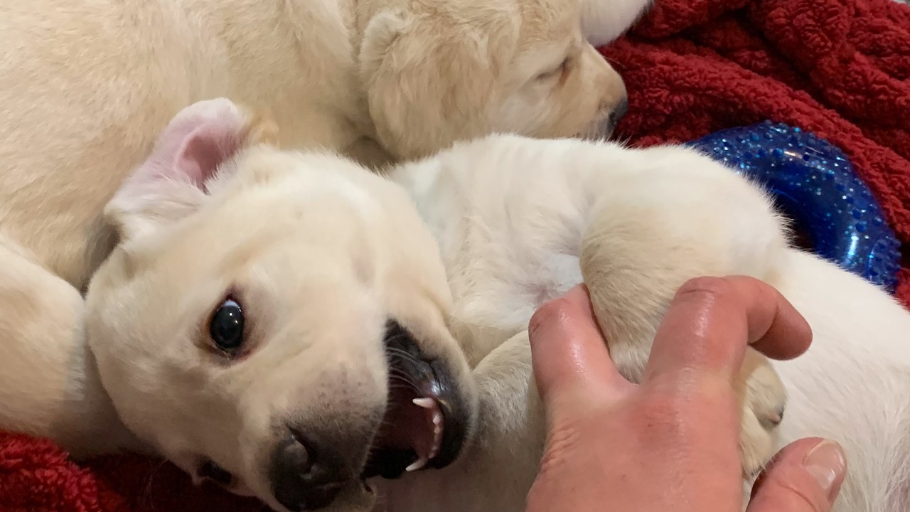 REPLAY: Labrador Puppy Cam - 8 Adorable 7-week-old Lab Puppies Playing   #labrador #puppies