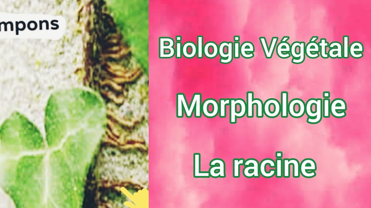 Morphologie Végétale_La racine_SNV.L1.S2