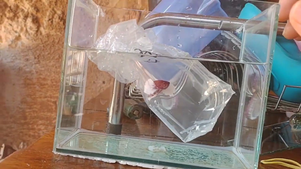 Peixe Betta pink salamander Dumbo🙏❤️😁