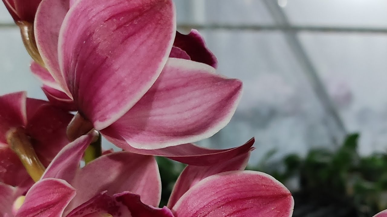 Vườn lan Berry đang phát trực tiếp!