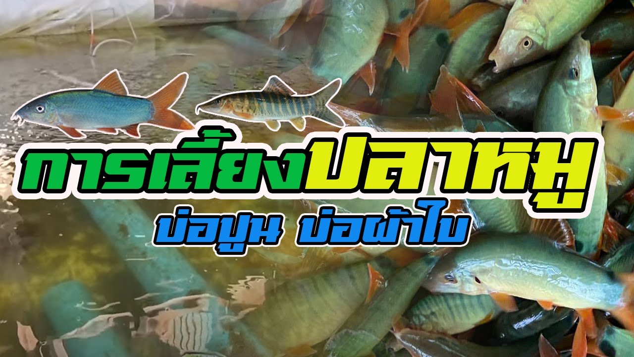 การเลี้ยงปลาหมู | ในบ่อปูน บ่อผ้าใบ |
