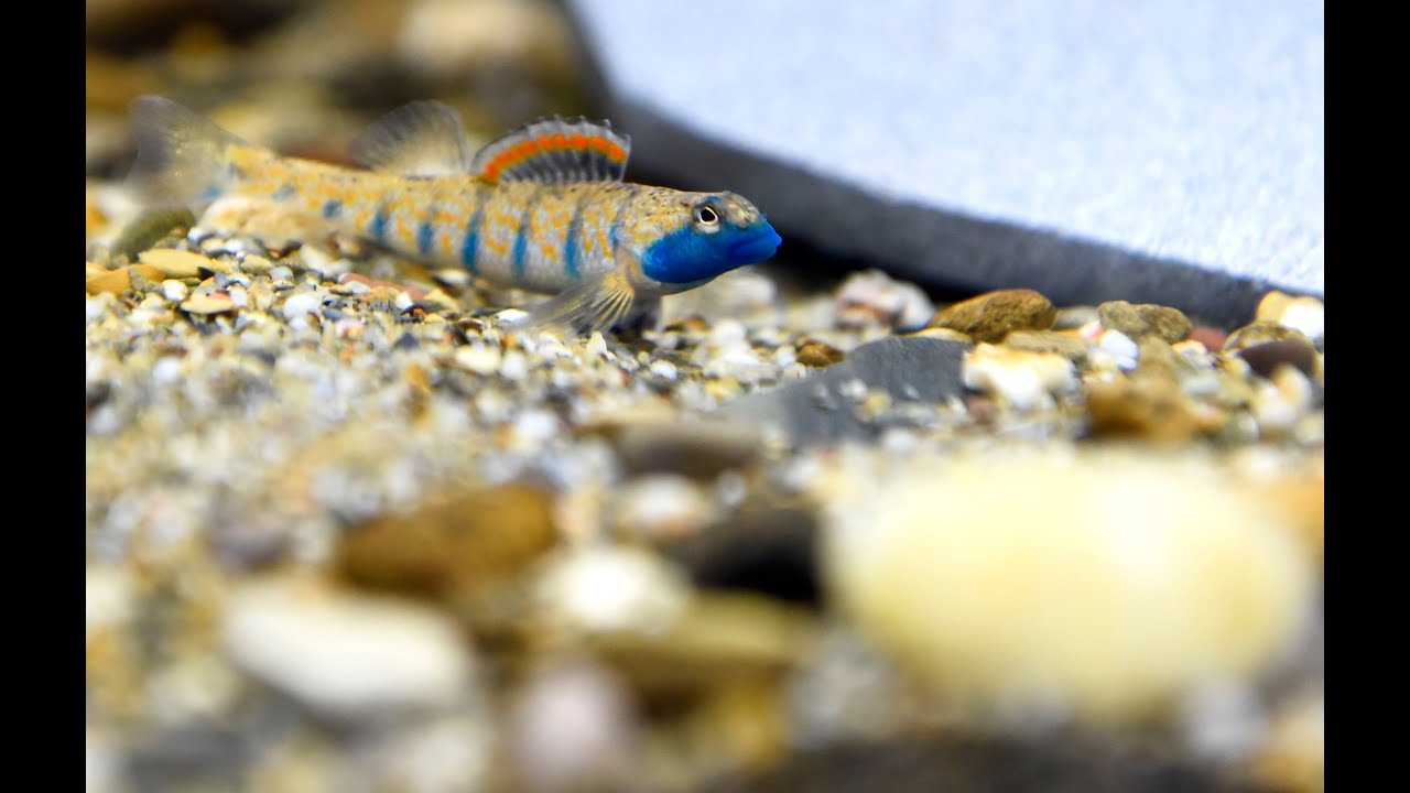 Conservation Fisheries featured in National Geographic