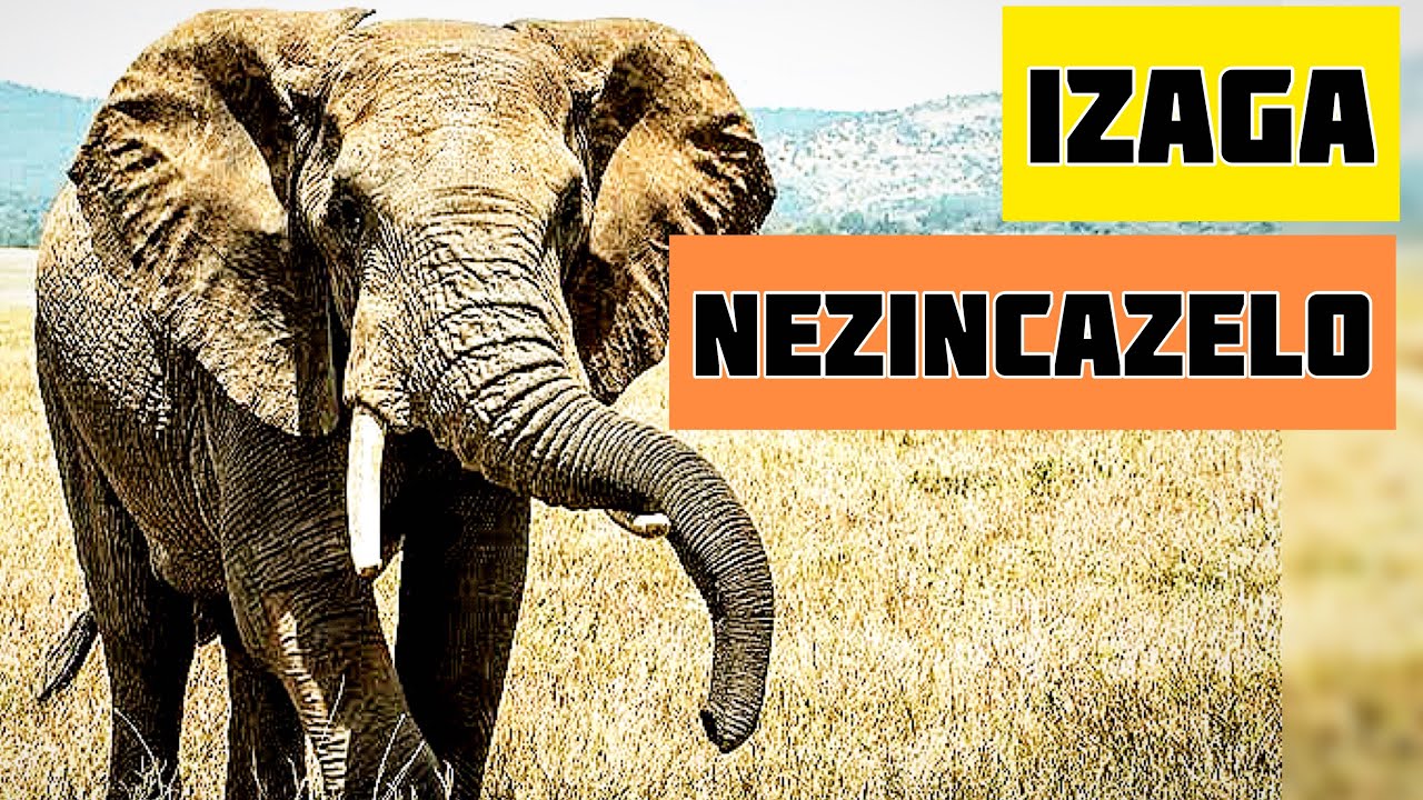 Izaga Nezincazelo Zazo | Learn isiZulu Language 🔥