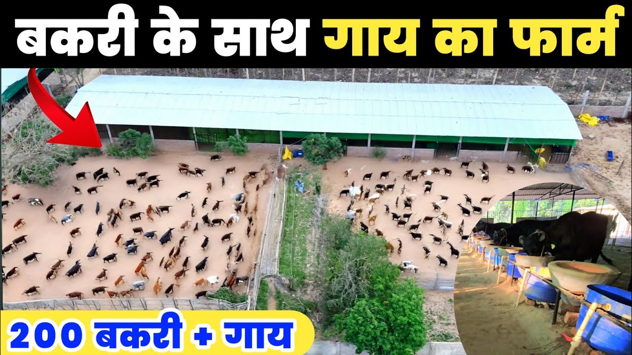 200 बकरियों के साथ शुरू किया गायों का डेरी फार्म | UP Goat and Dairy farm