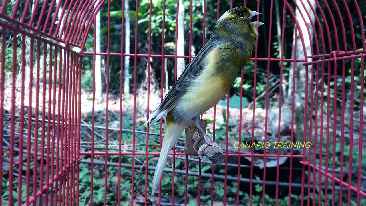 Canto Para Desenvolver Melodia do Canário Sem Pausas - Canto CANÁRIO BELGA Para Ensinar Filhotes