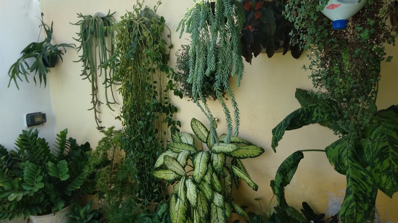 CUIDAR DE PLANTAS &Eacute; A MELHOR TERAPIA / PLANTAS LINDAS E SAUD&Aacute;VEIS
