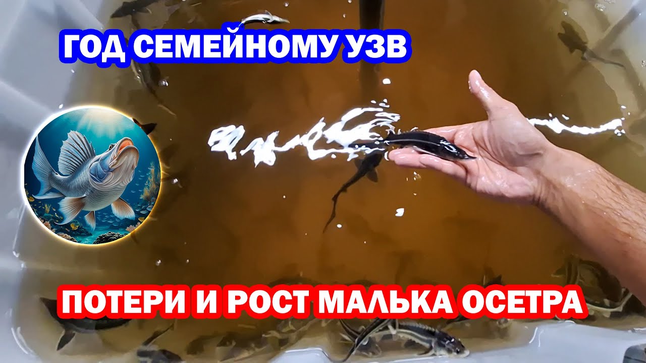 Год семейному осетровому УЗВ. Потери и рост малька осетра (стерлядь, русский, русско-ленский).
