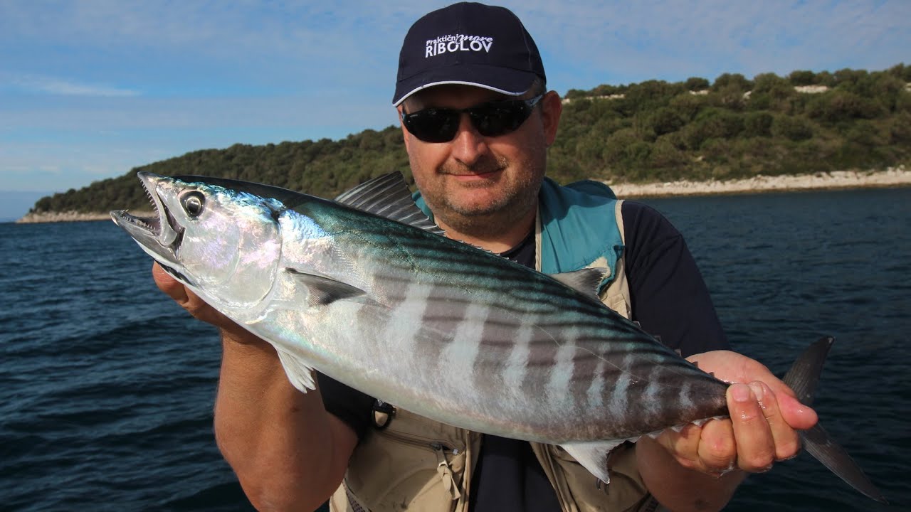 Praktični ribolov - srdelom na palamide ( Atlantic bonito fishing)