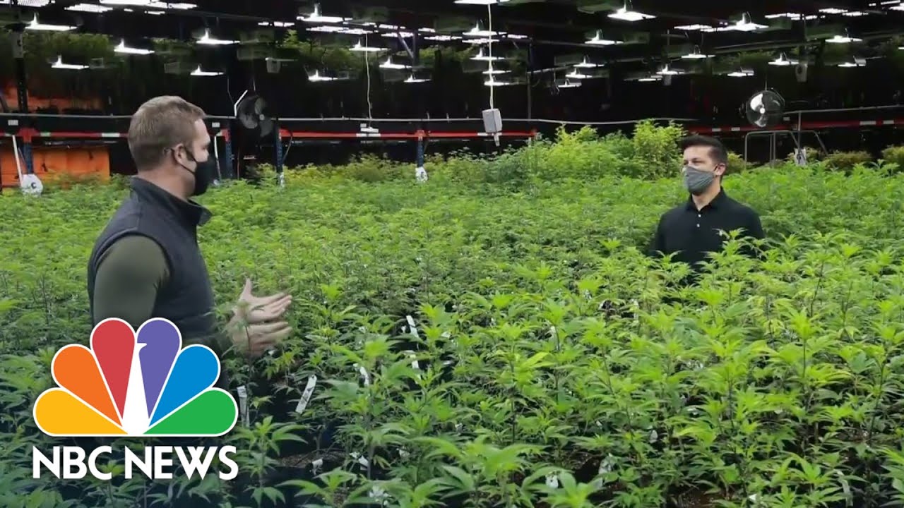 Inside Oklahoma&rsquo;s Booming Marijuana Industry
