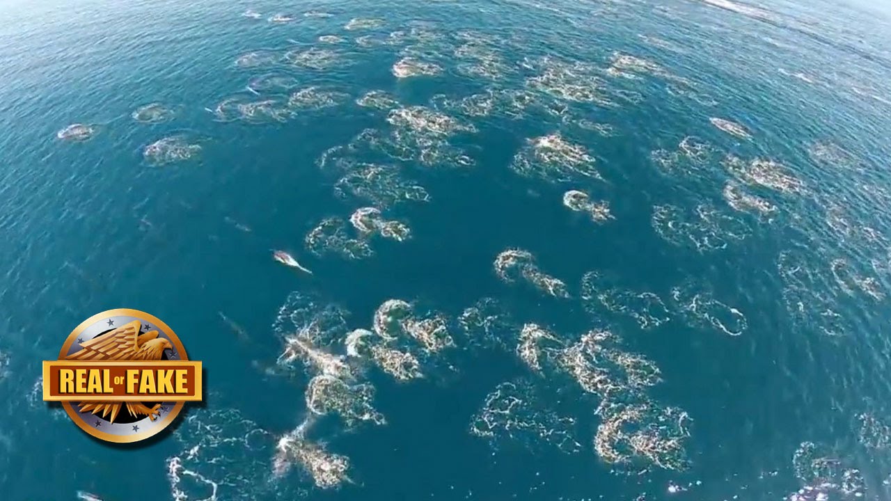 Huge Pod of Mermaids - real or fake?