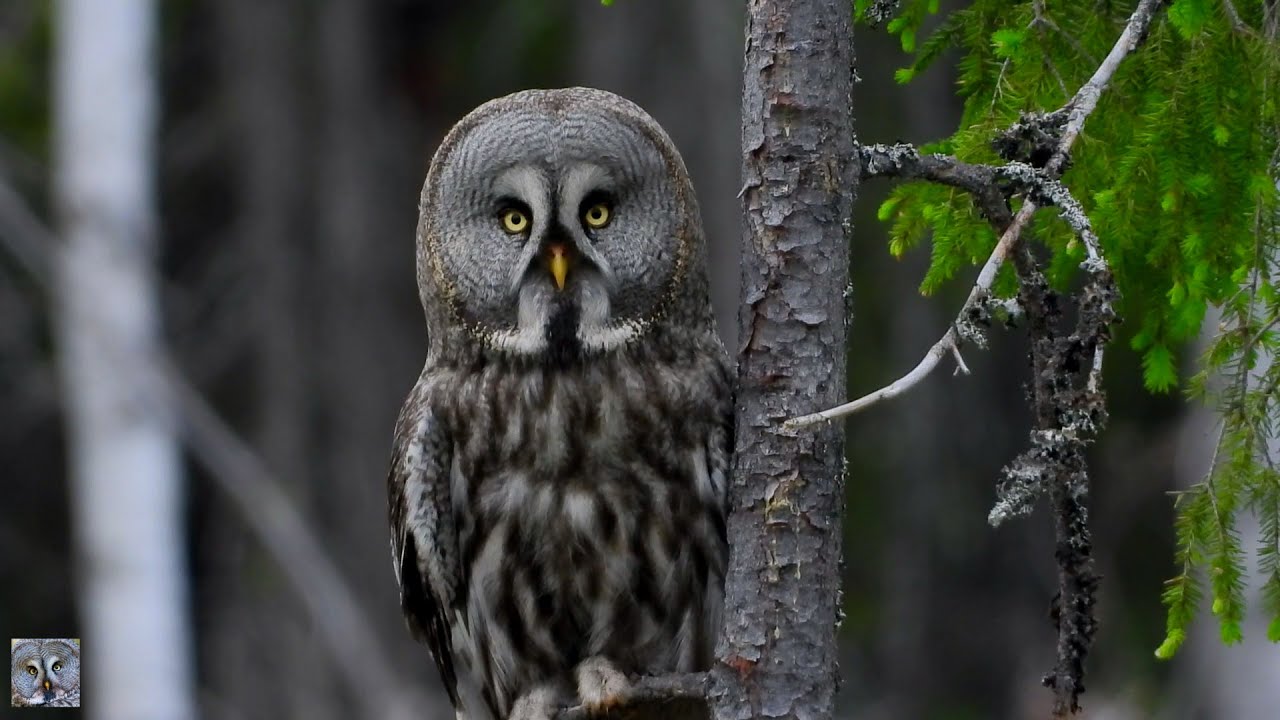 Great grey owl hunting,Lappugle jakter,Бородатая неясыть охотыр,Bartkauz,Laplanduil,superzoom