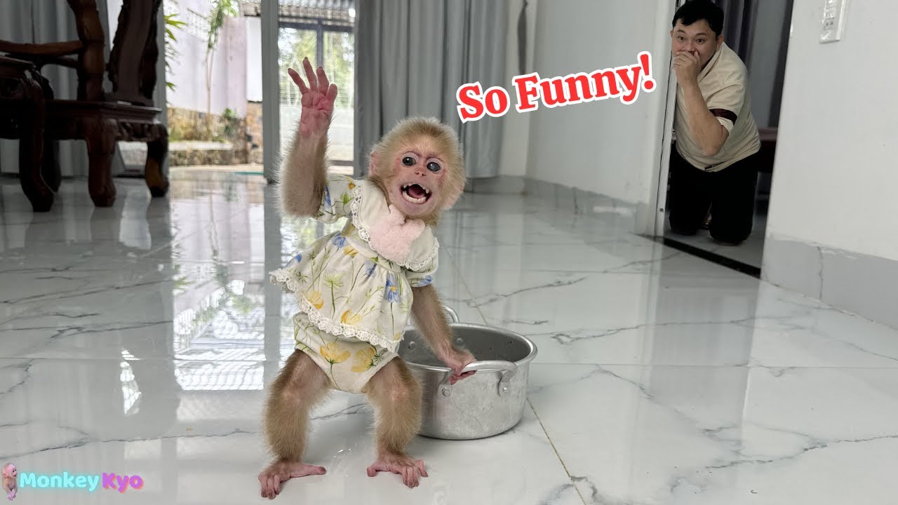 Kyo the monkey’s funniest moments – You won’t stop laughing!