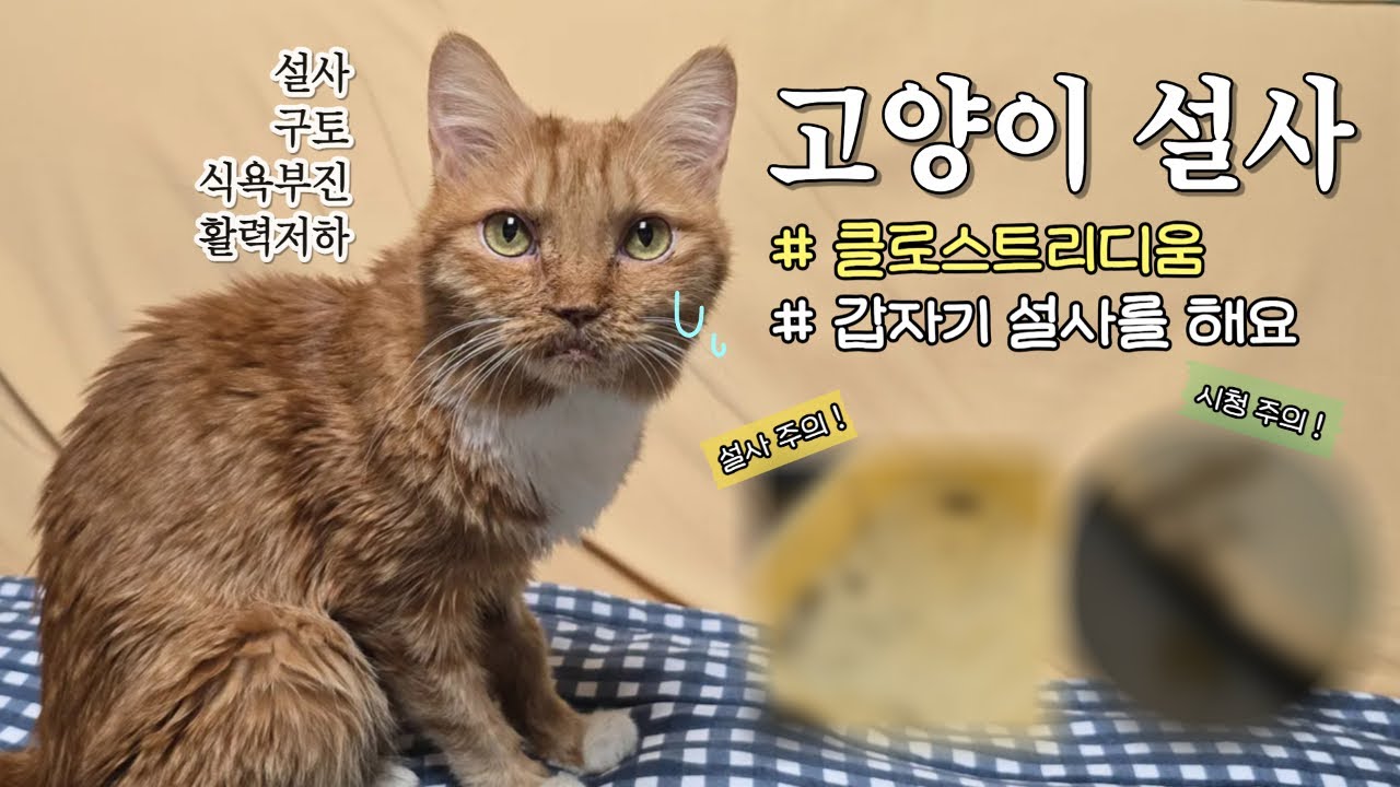 고양이가 갑자기 설사를 해요 | 원인은 면역력 저하 | 클로스트리디움 세균성 장염 치료 방법