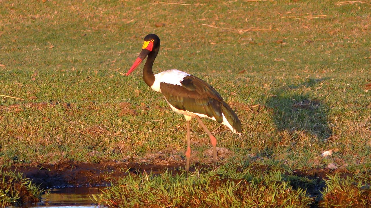 Chobe National Park: Birds Along the Chobe River