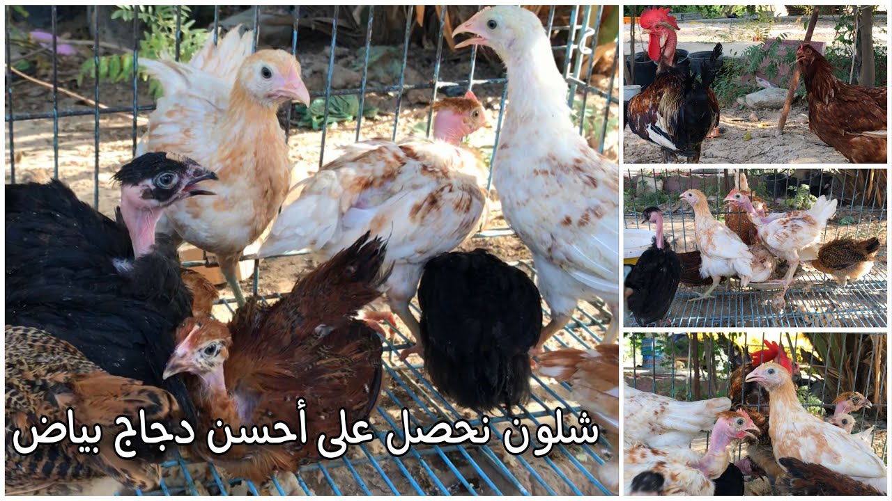 أفضل طريقة للحصول على قطيع دجاج منتج للبيض
