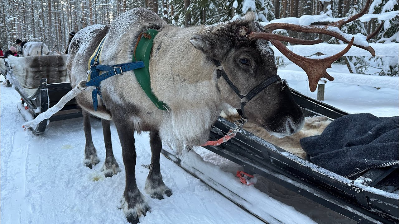 Reindeer sleigh ride in Lapland, Finland