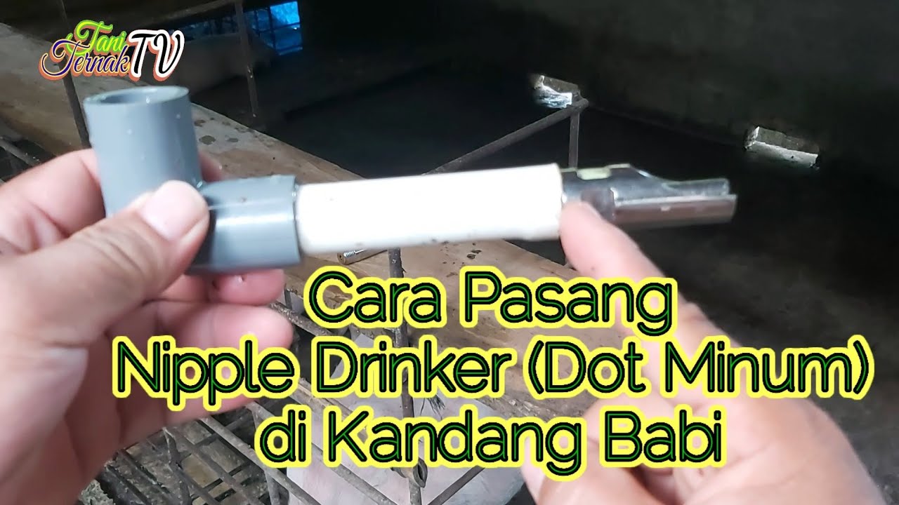 Cara Pasang Nipple Drinker (Dot Minum) di Kandang Babi
