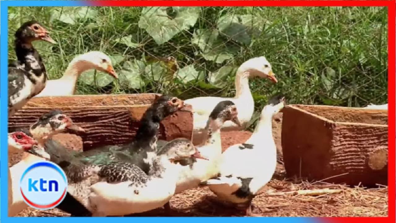 Geese and duck farming || Farm Kenya