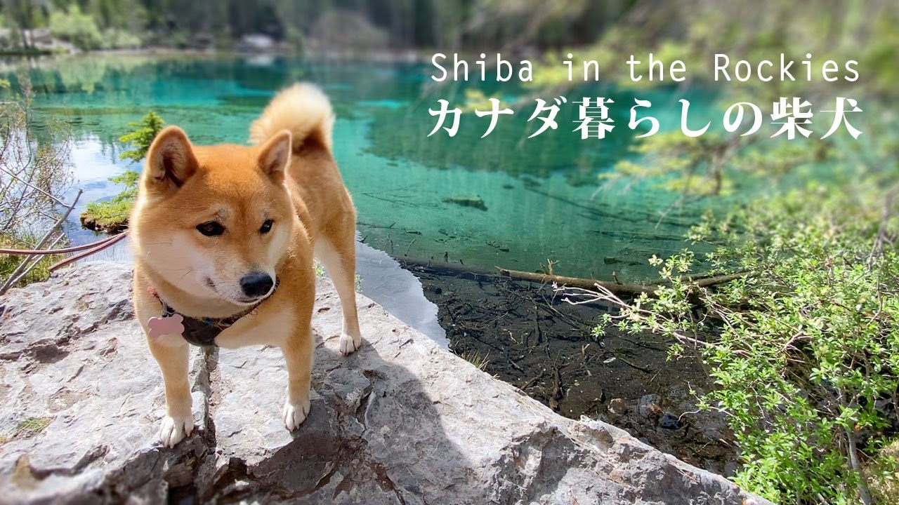 【神秘的な色彩】美しい湖へ！柴犬ナラと朝イチの森の散策｜グラッシー・レイクス｜4K