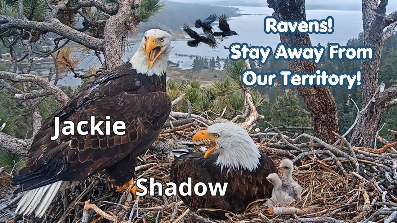 Bald Eagles vs Ravens⚔️Jackie🦅 & Shadow🦅Chase Ravens Away From Their Territory!💪April 2026