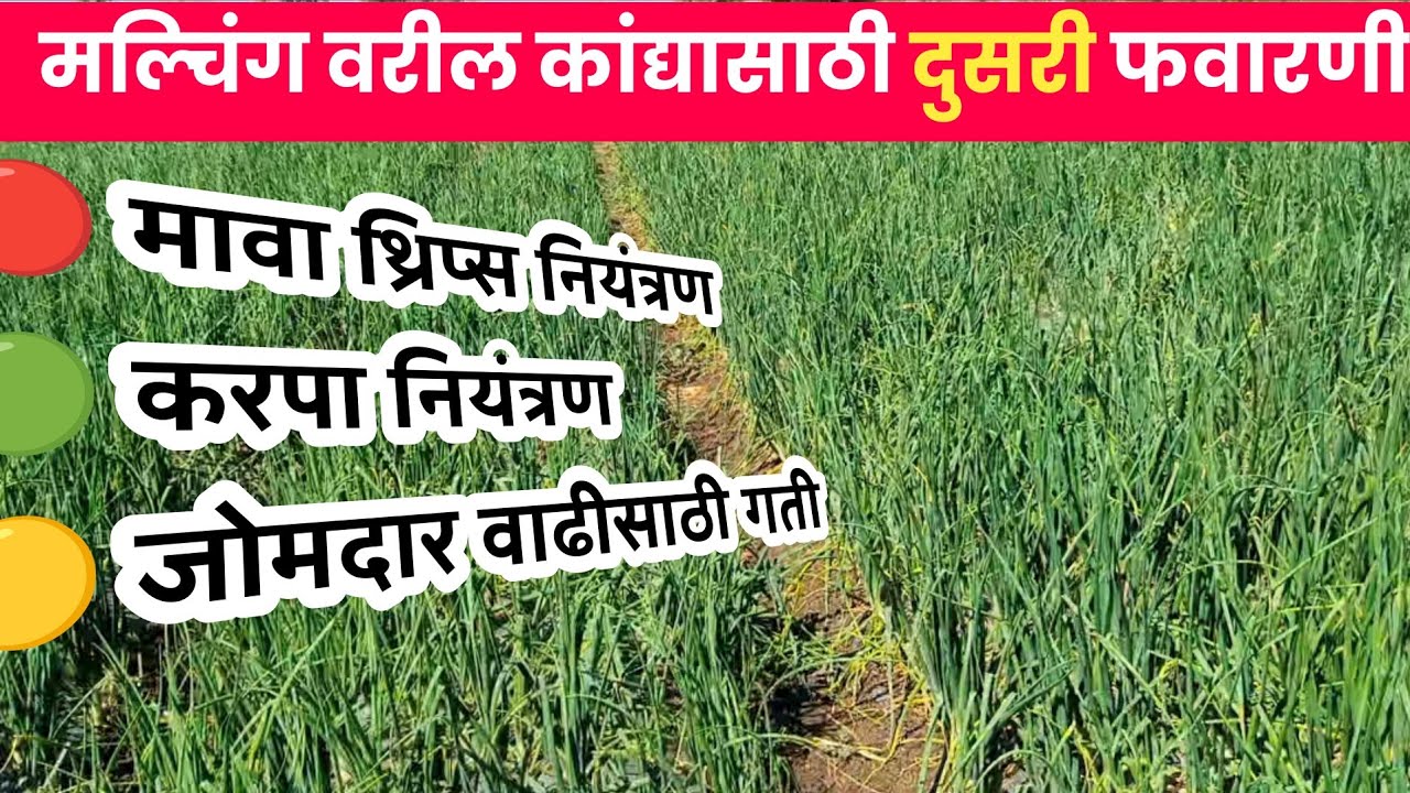 रब्बी कांदा हंगाम 2026 / मल्चिंग कांदा दुसरी फवारणी / कांदा जोमदार वाढीसाठी फवारणी /रब्बी कांदा 2026