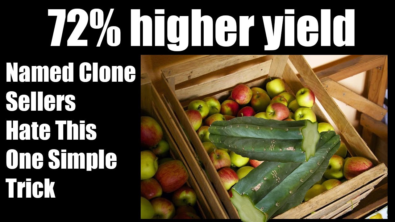 Increased Mescaline Biosynthesis with 'ethylene' by 73% in only 2 weeks