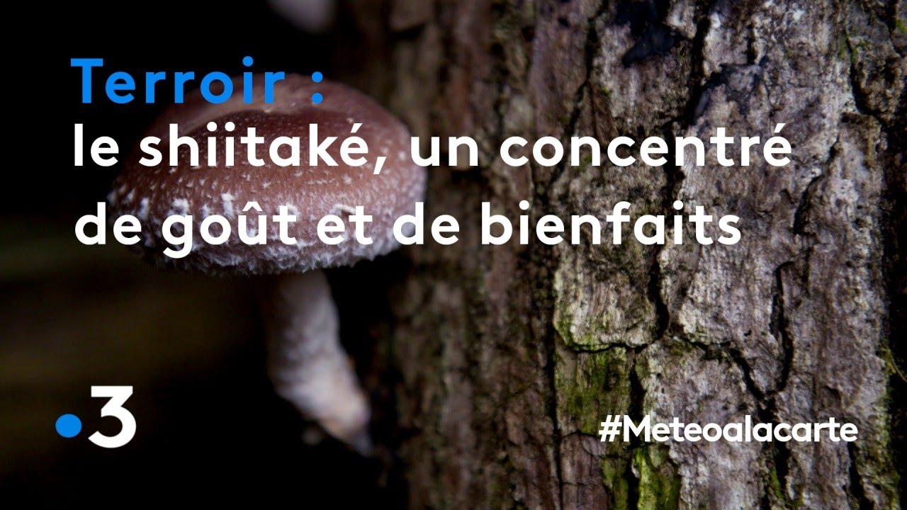 Le shiitaké, un concentré de goût et de bienfaits - Météo à la carte